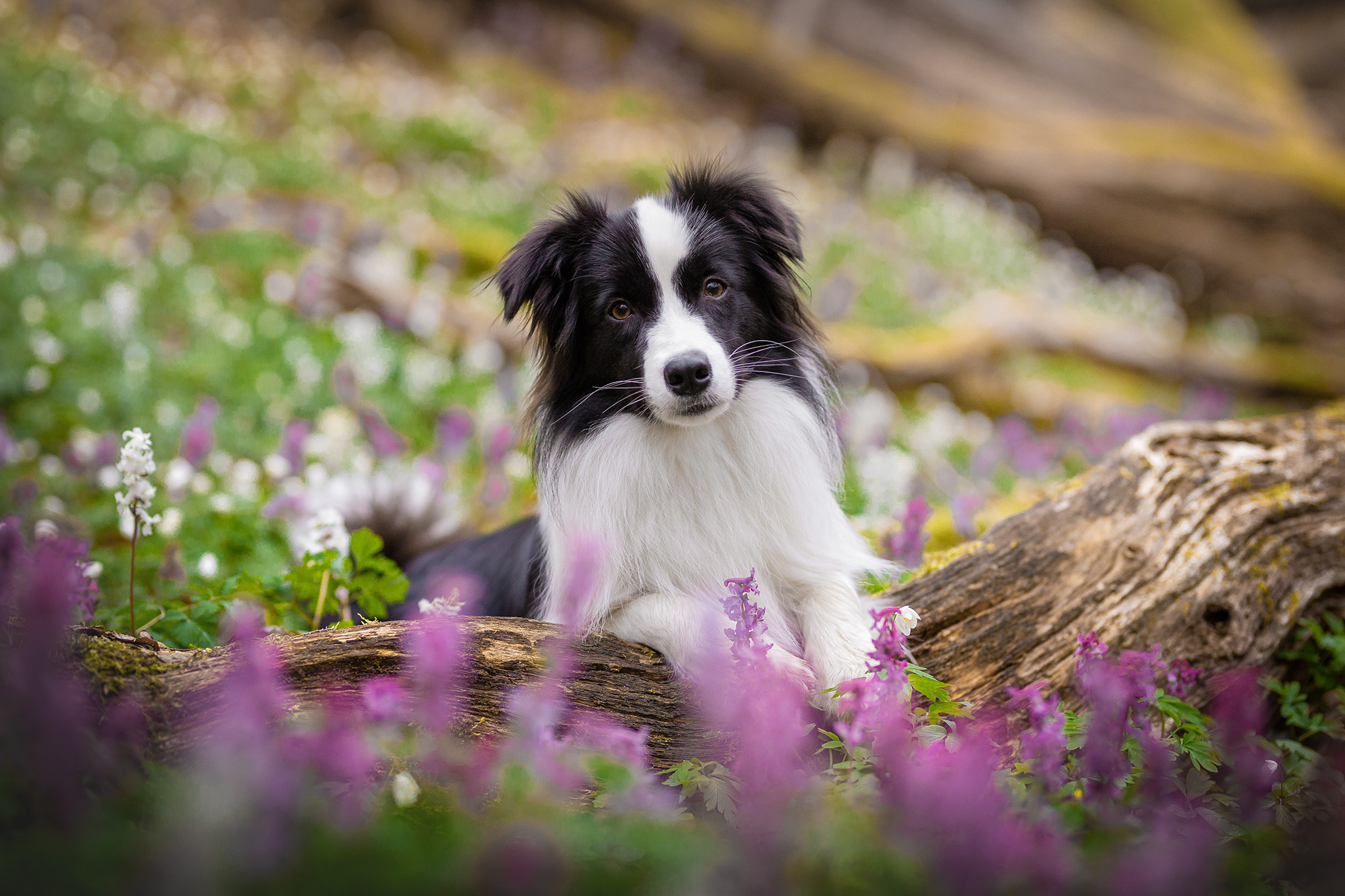 Border Collie Hündin im Lerchensporn