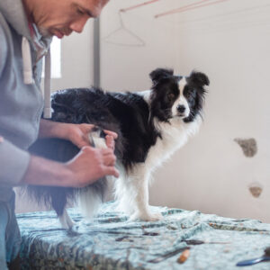 Grooming für die Hundeausstellung in Colmar