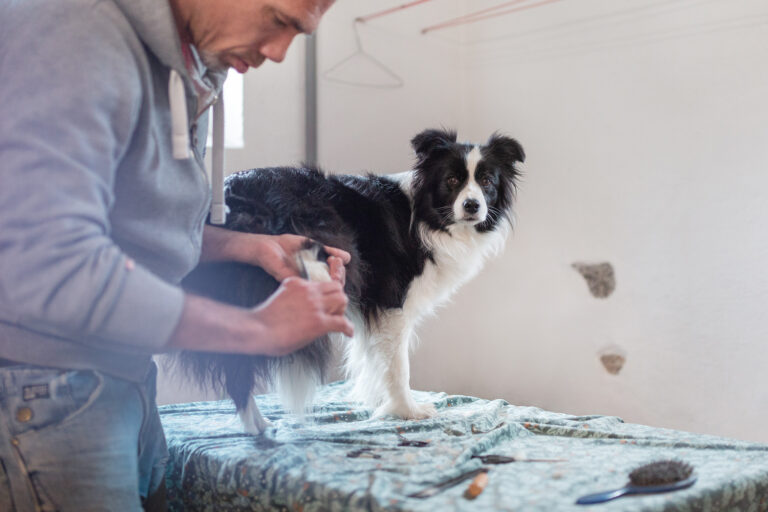 Grooming für die Hundeausstellung in Colmar