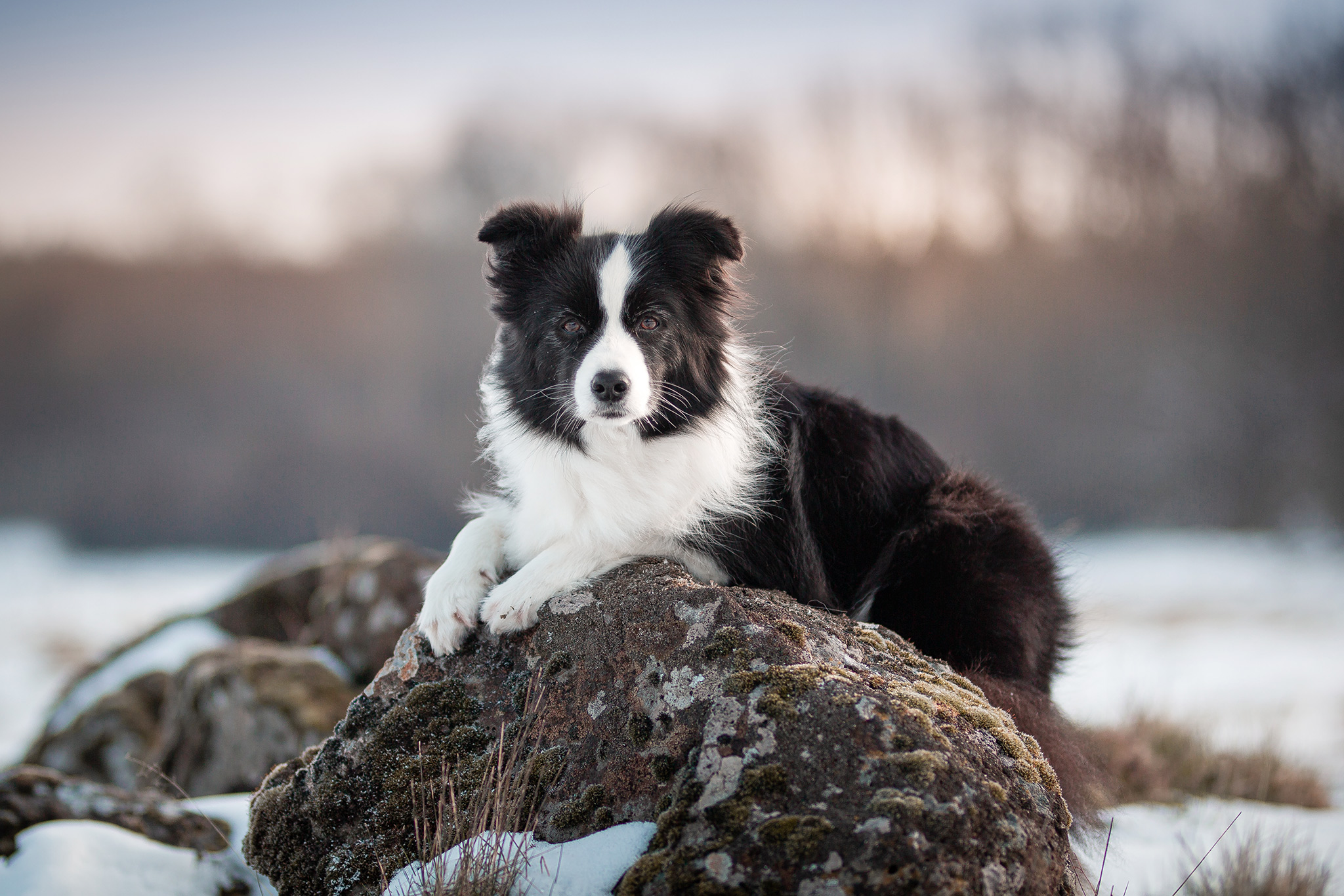 Border Collie im Schnee