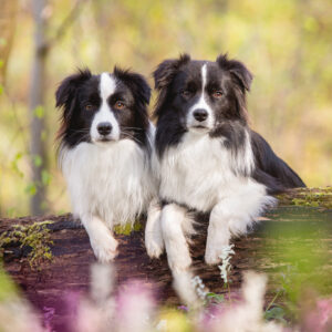 Border Collie Hündinnen im Lerchensporn, Broadmeadows Border Collie Zucht