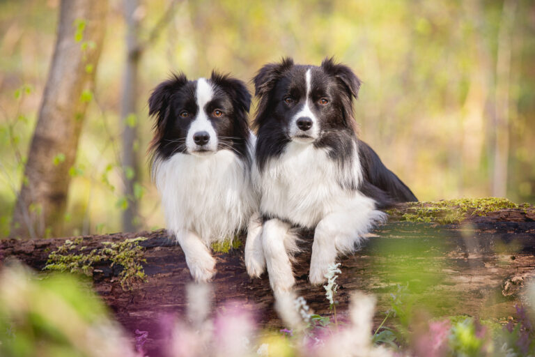 Border Collie Hündinnen im Lerchensporn, Broadmeadows Border Collie Zucht