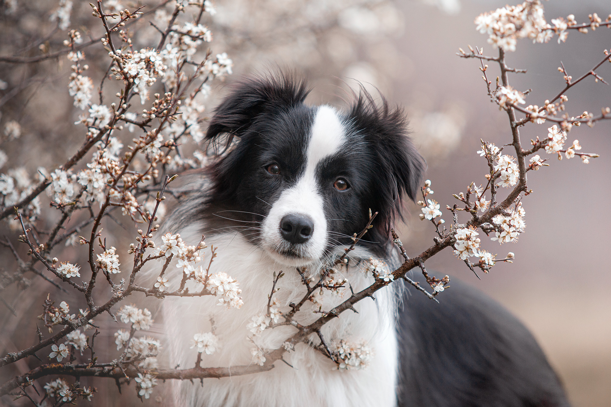 Border Collie Hündin, blühender Schwarzdorn