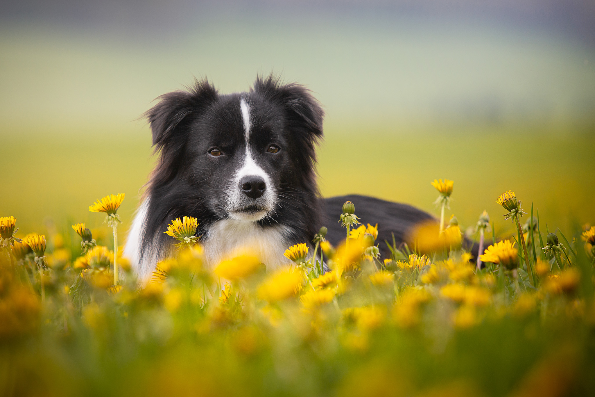 Border Collie