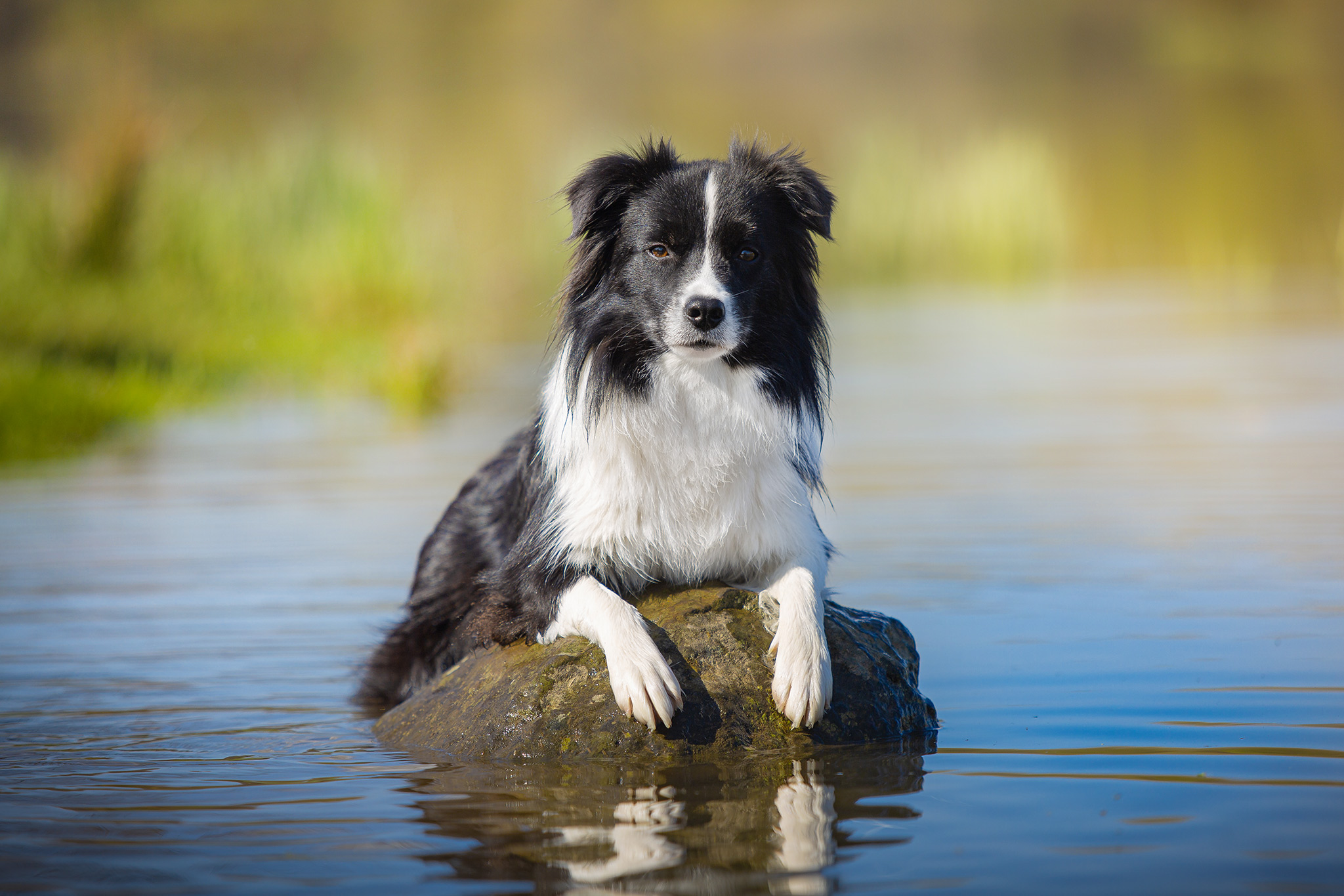 Border Collie Hündin im See