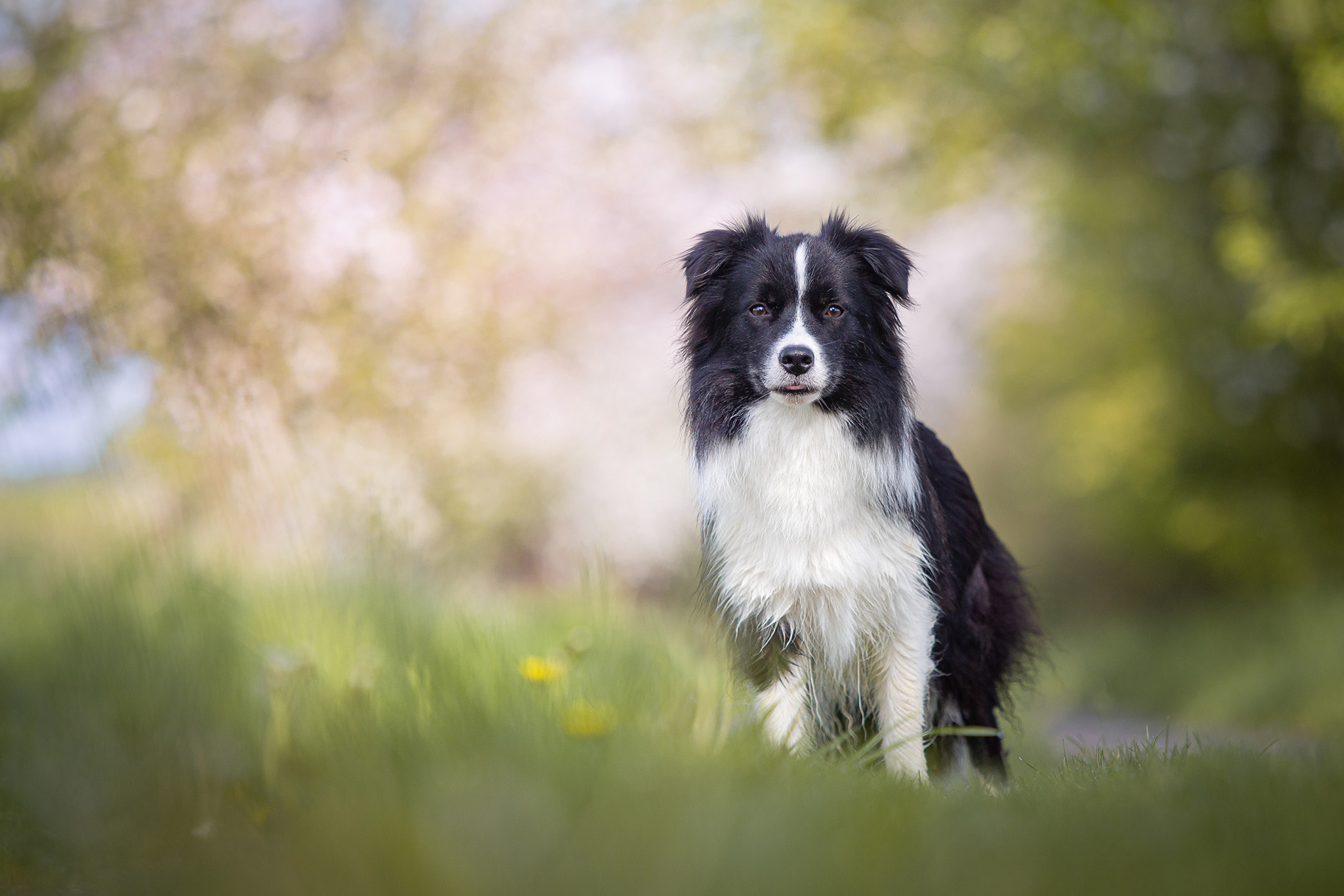 Border Collie