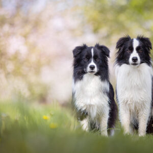 Border Collie Hündinnen im Frühling