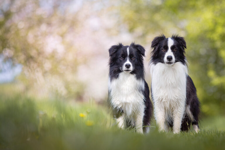 Border Collie Hündinnen im Frühling