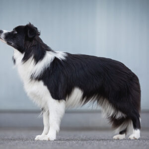 Border Collie Hündin