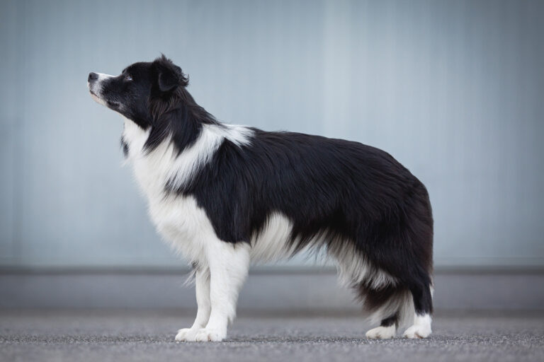 Border Collie Hündin