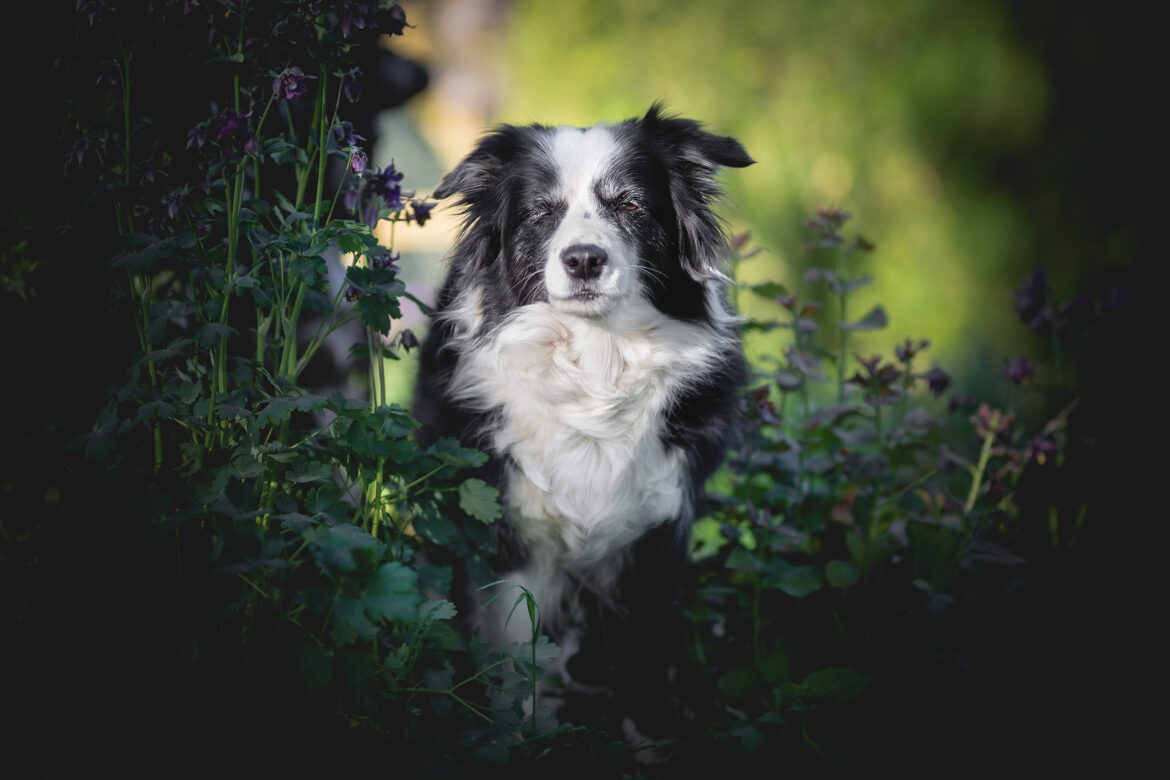 13jährige Border Collie Hündin