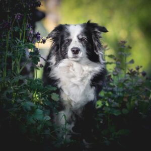 13jährige Border Collie Hündin