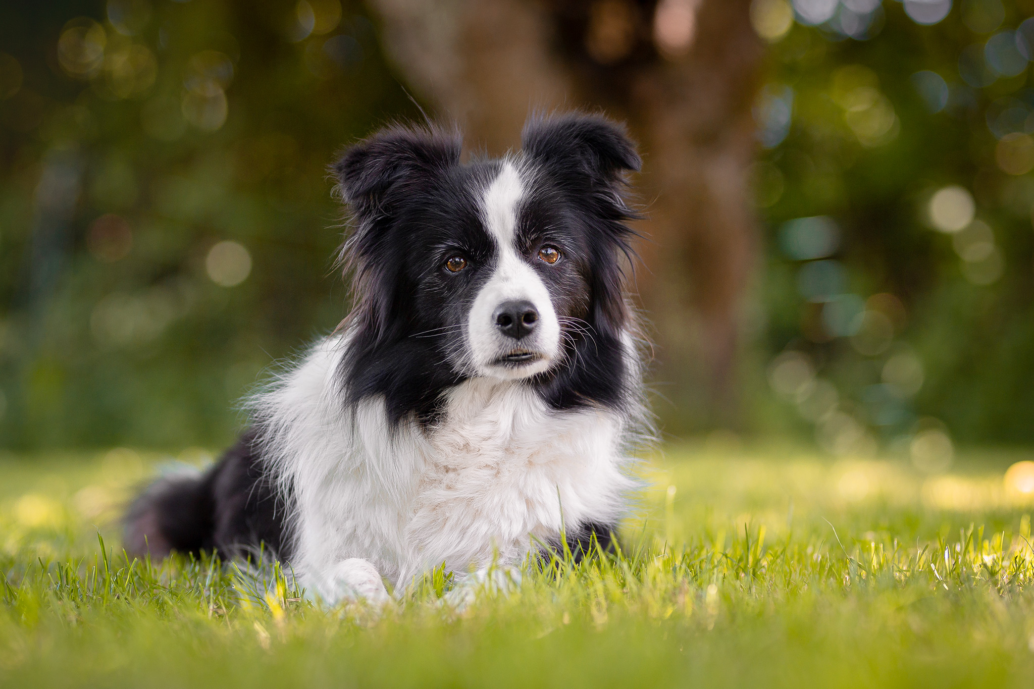 Trächtige Border Collie Hündin im Garten