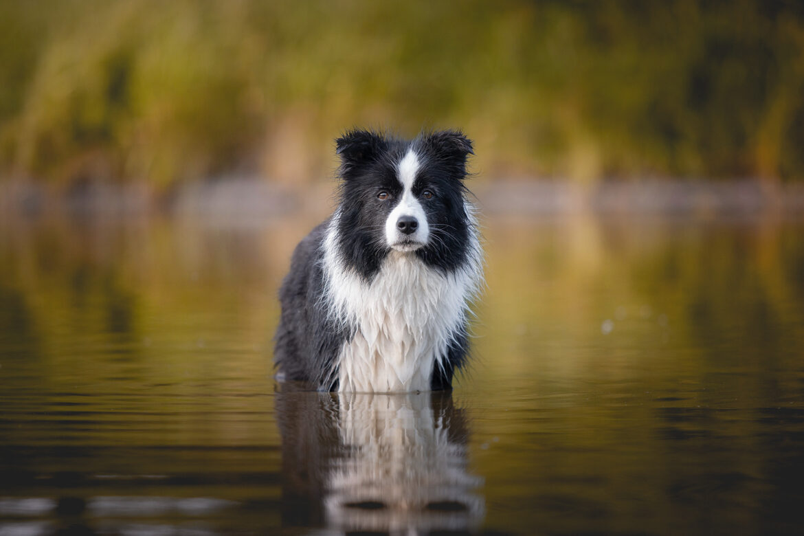 Trächtige Border Collie Hündin während der ersten Hitzewelle am Badesee