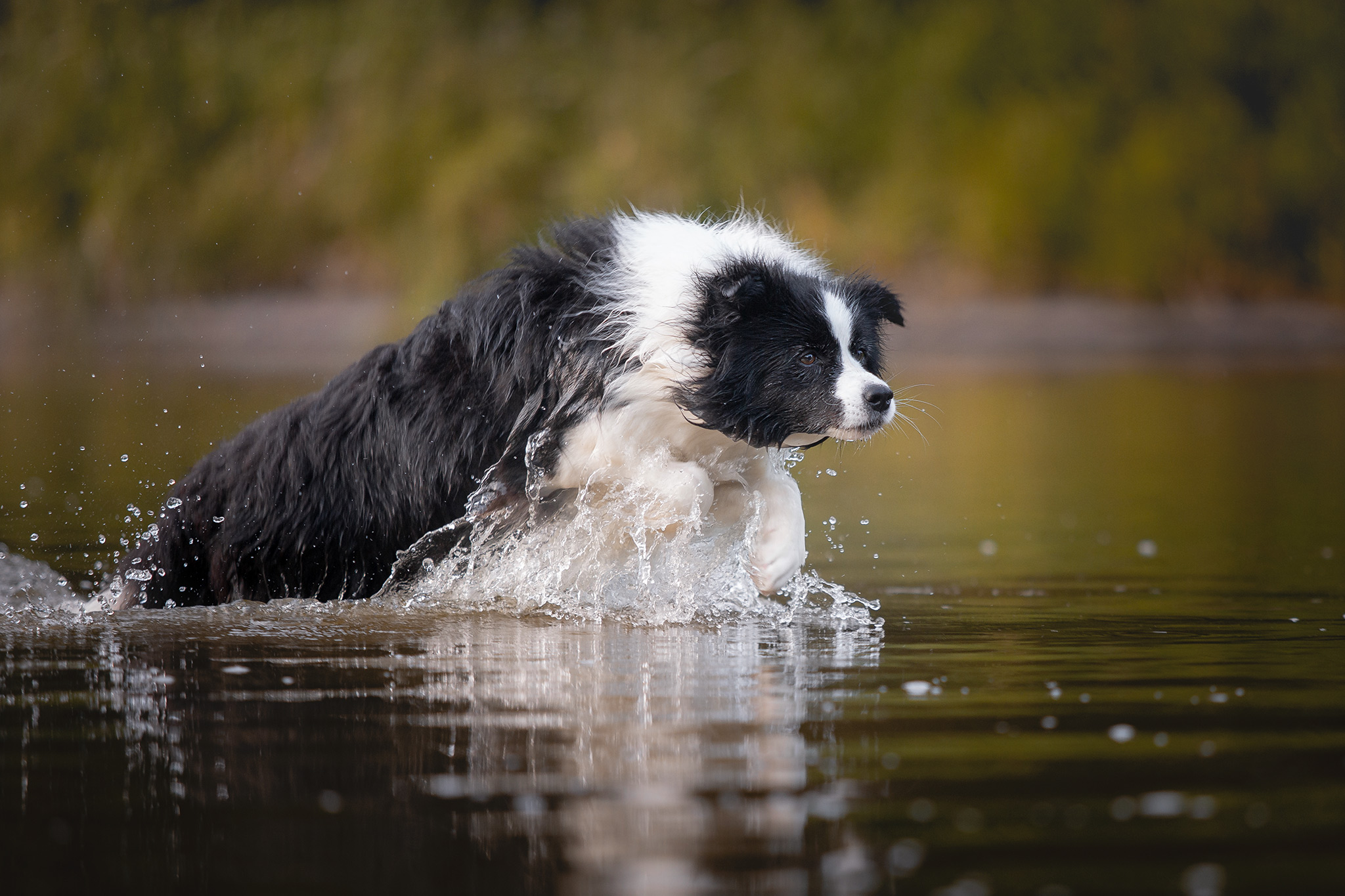 Trächtige Border Collie Hündin während der ersten Hitzewelle am Badesee