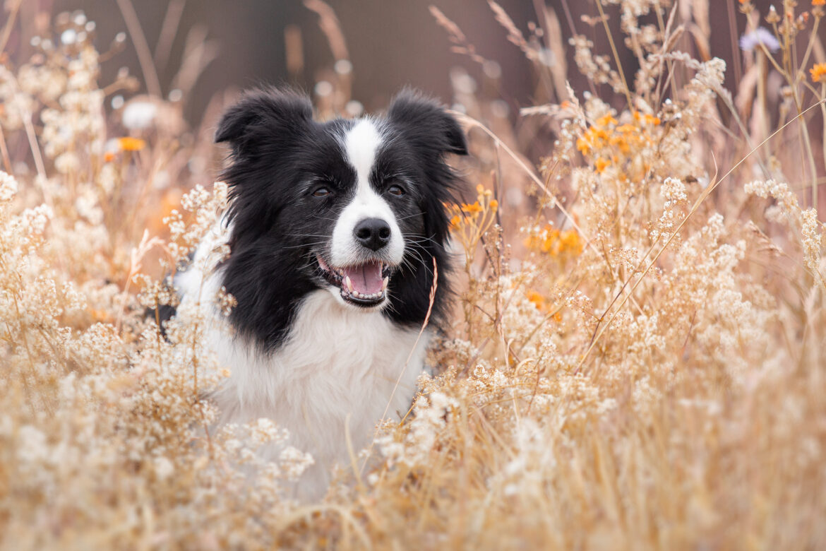 Border Collie Hündin