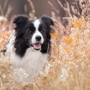 Border Collie Hündin