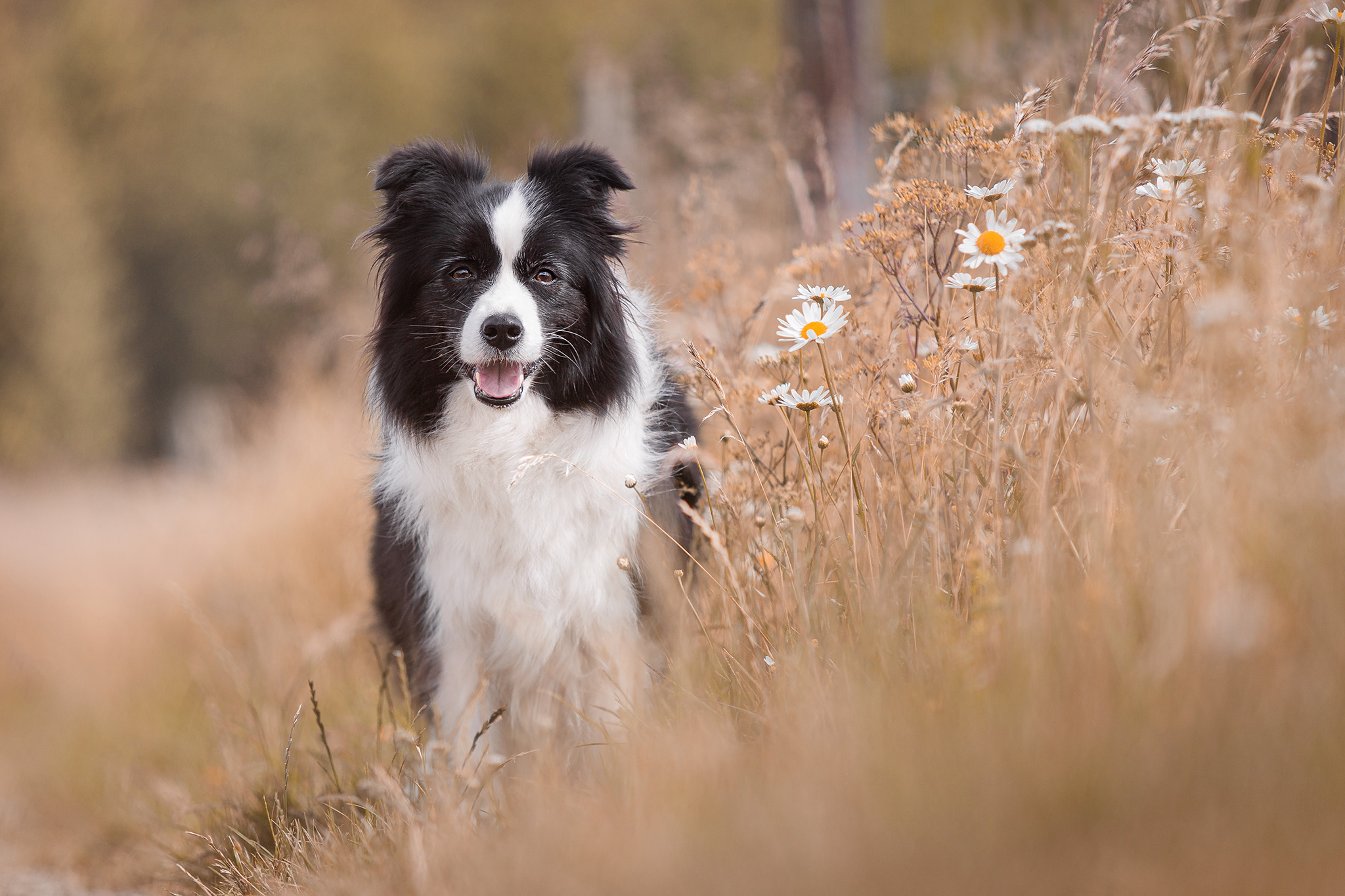 Border Collie Hündin