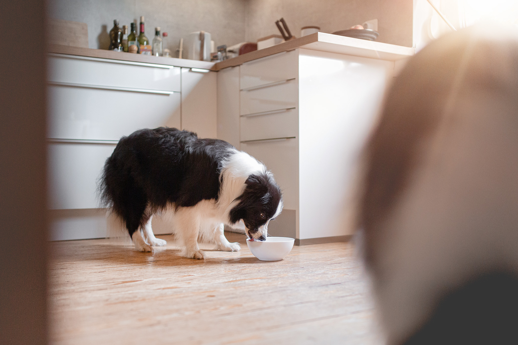 Border Collie Hündin