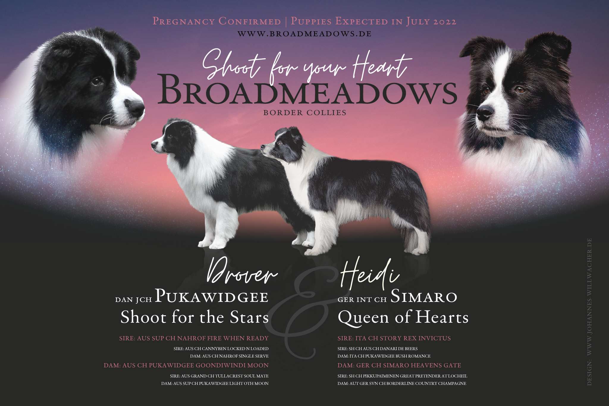 Broadmeadows Border Collies, Wurfplanung 2022, Pukawidgee Shoot for the Stars x Simaro Queen of Hearts