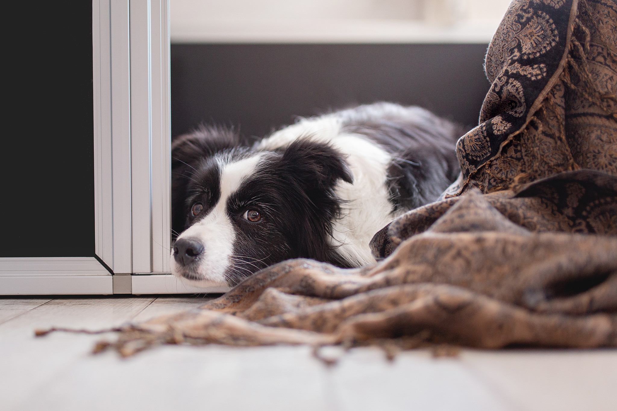 Border Collie Hündin in der 7. Woche der Trächtigkeit