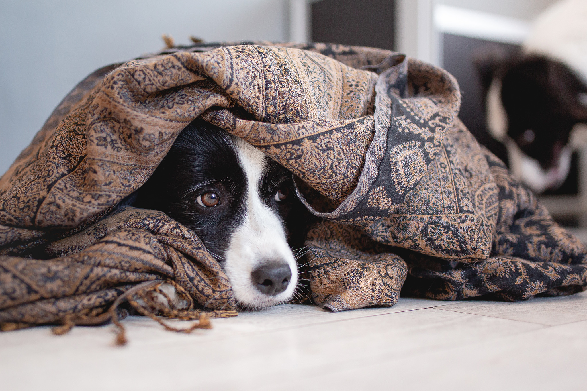 Border Collie Hündin in der 7. Woche der Trächtigkeit