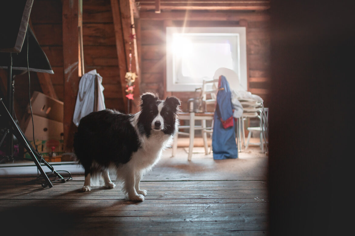 Dachboden, Hündin, Border Collie, Wurfkiste aufbauen, 7. Trächtigkeitswoche