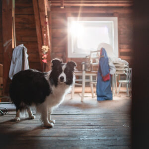 Dachboden, Hündin, Border Collie, Wurfkiste aufbauen, 7. Trächtigkeitswoche