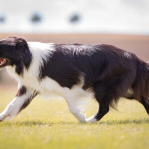 Ausstellungstraining mit Border Collie Hündin