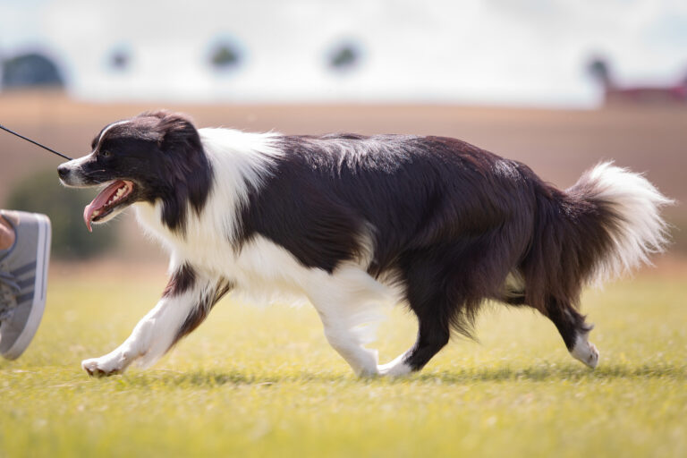 Ausstellungstraining mit Border Collie Hündin