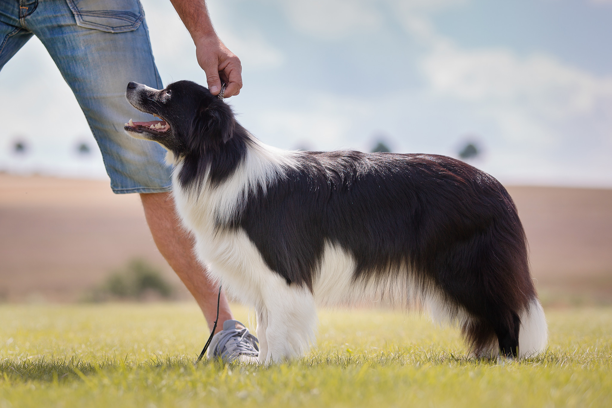 Ausstellungstraining mit Border Collie Hündin