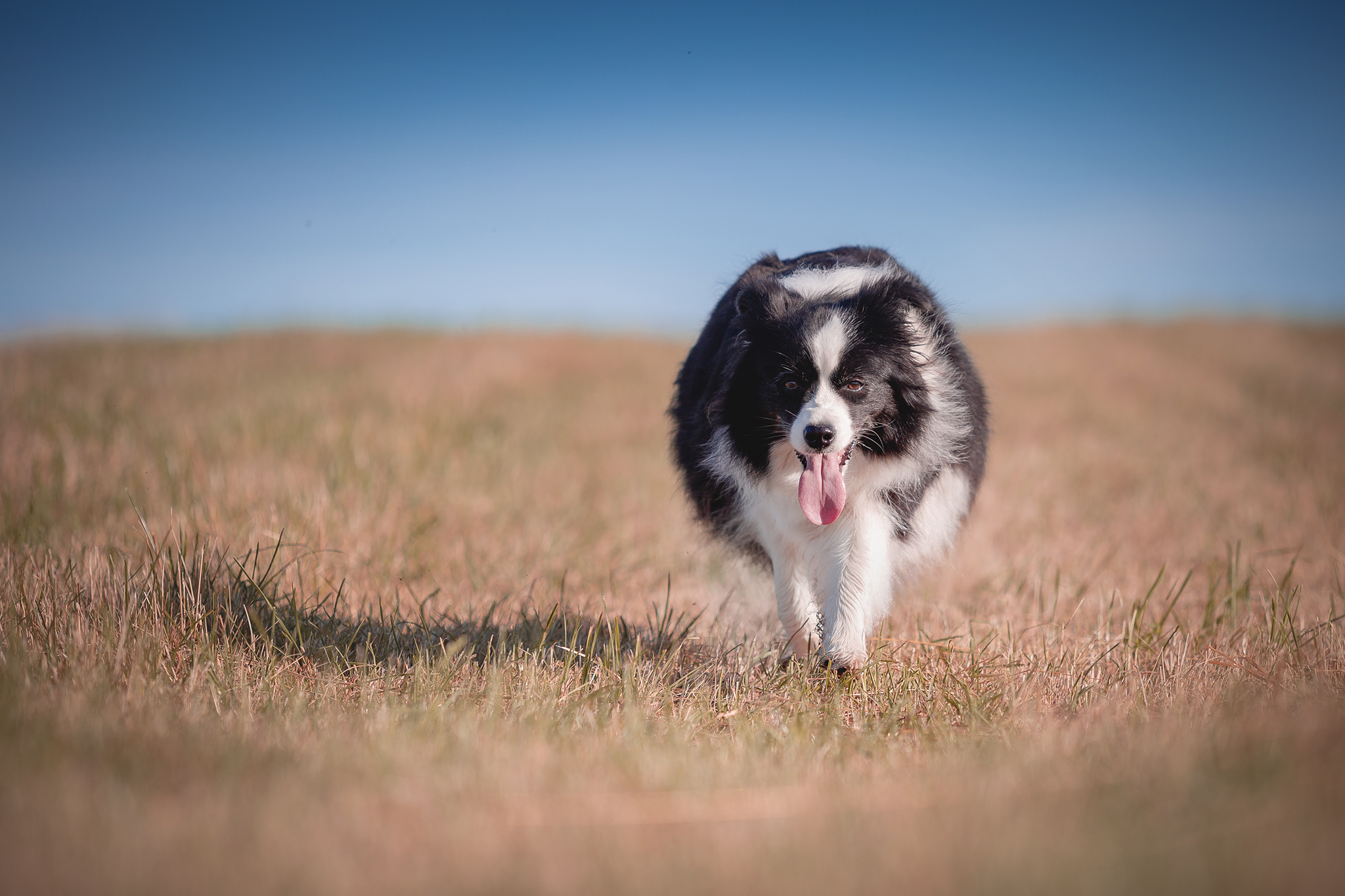 Trächtige Border Collie Hündin am 55. Trächtigkeitstag, achte Woche