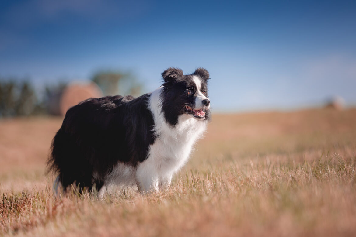 Trächtige Border Collie Hündin am 55. Trächtigkeitstag, achte Woche