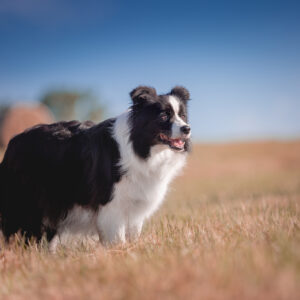 Trächtige Border Collie Hündin am 55. Trächtigkeitstag, achte Woche