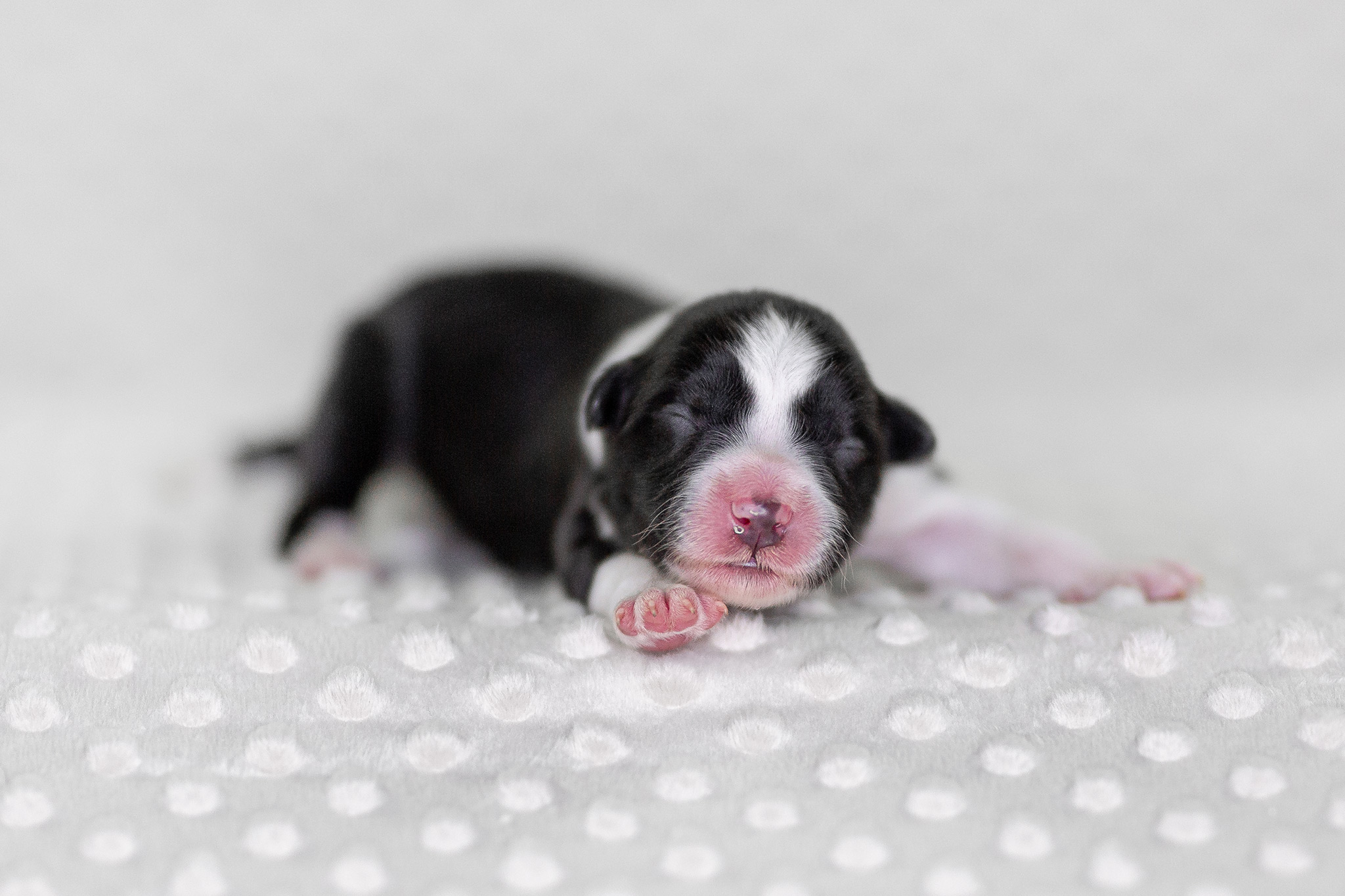 Neugeborener Border Collie Welpe