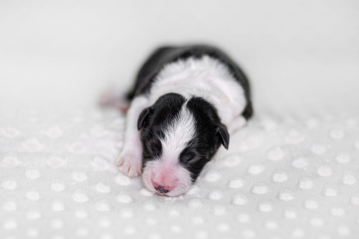 Neugeborener Border Collie Welpe