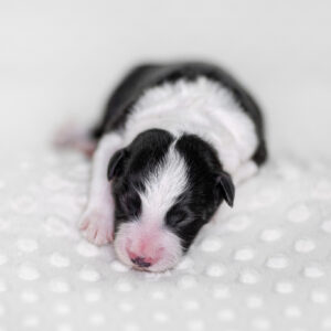 Neugeborener Border Collie Welpe