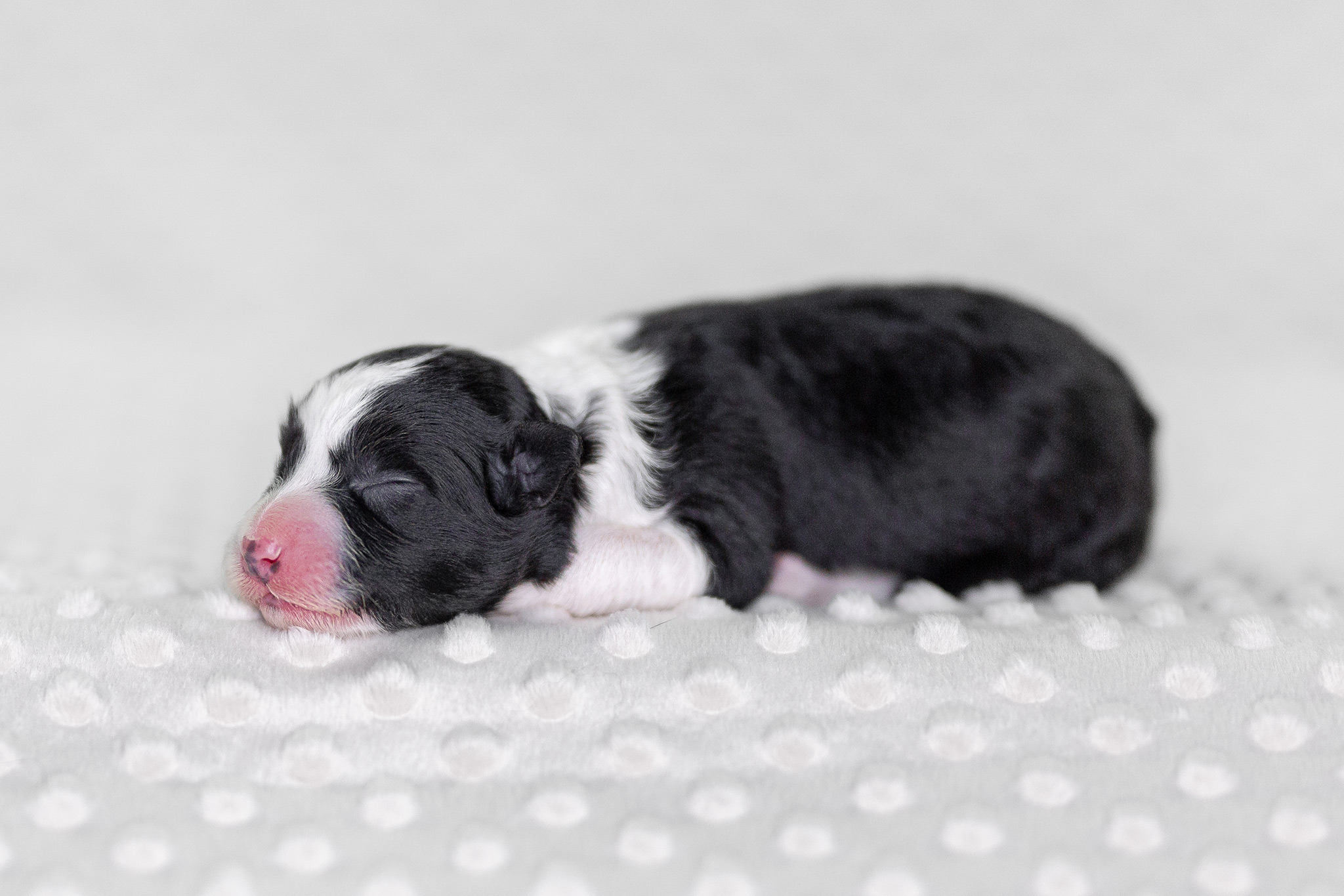 Neugeborener Border Collie Welpe