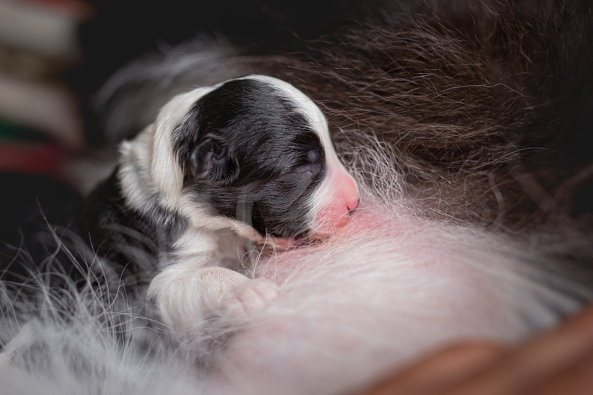 Border Collie Welpen, eine Woche alt