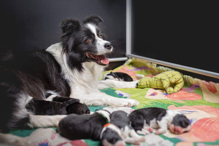 Border Collie Welpen, eine Woche alt