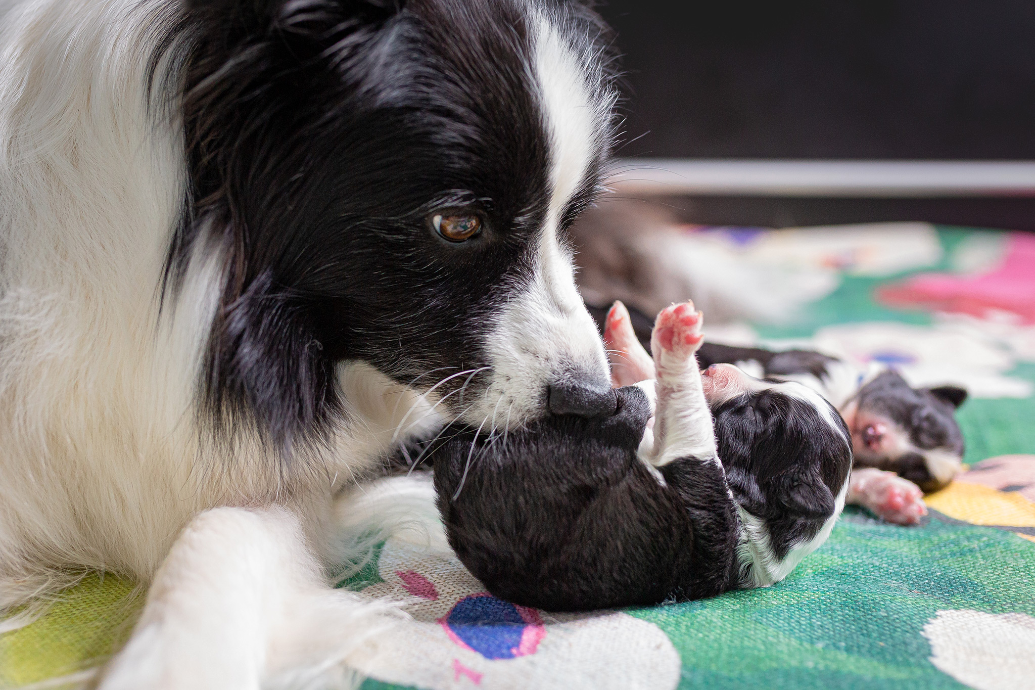 Border Collie Welpen, eine Woche alt