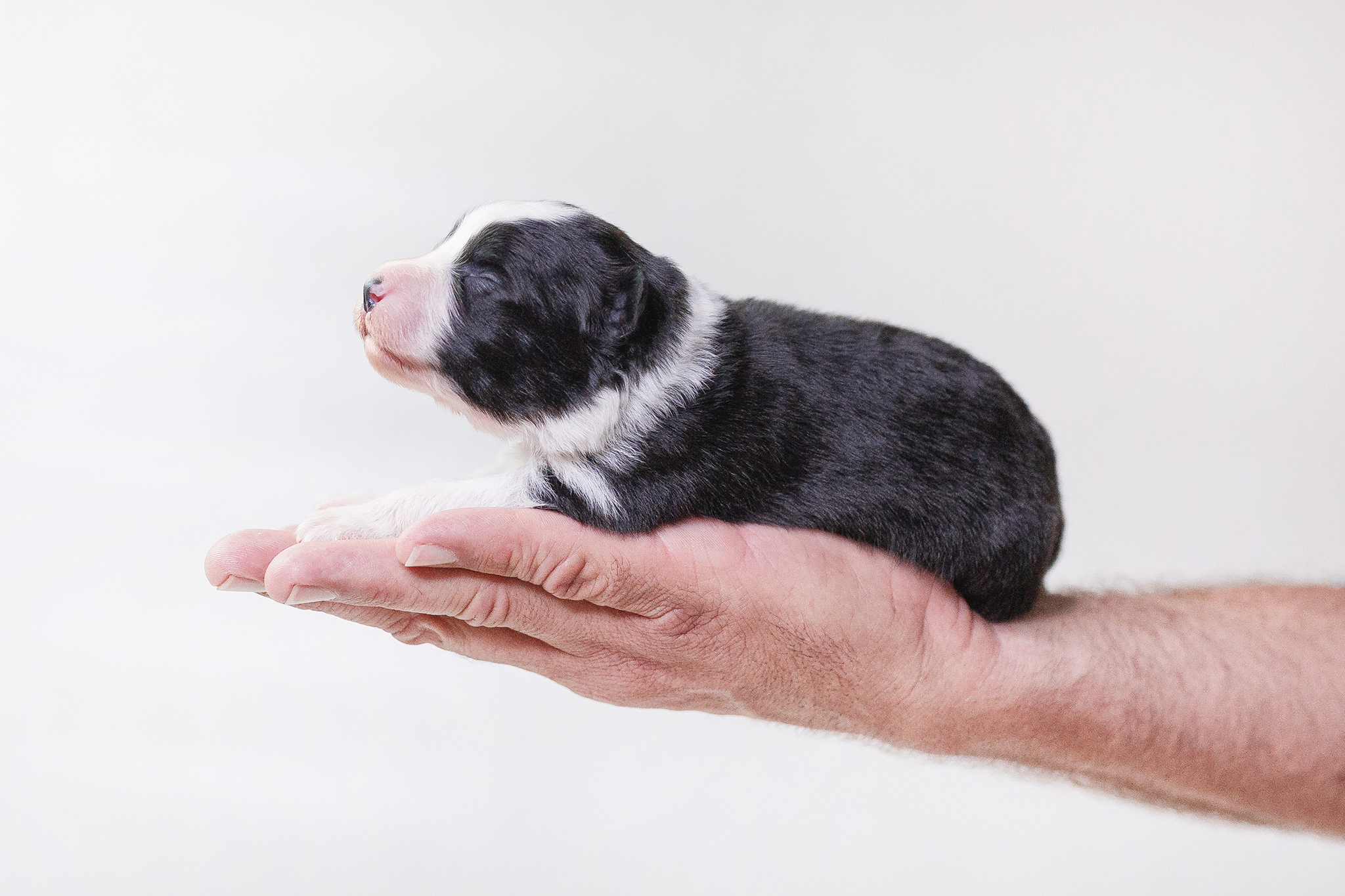 Border Collie Welpe