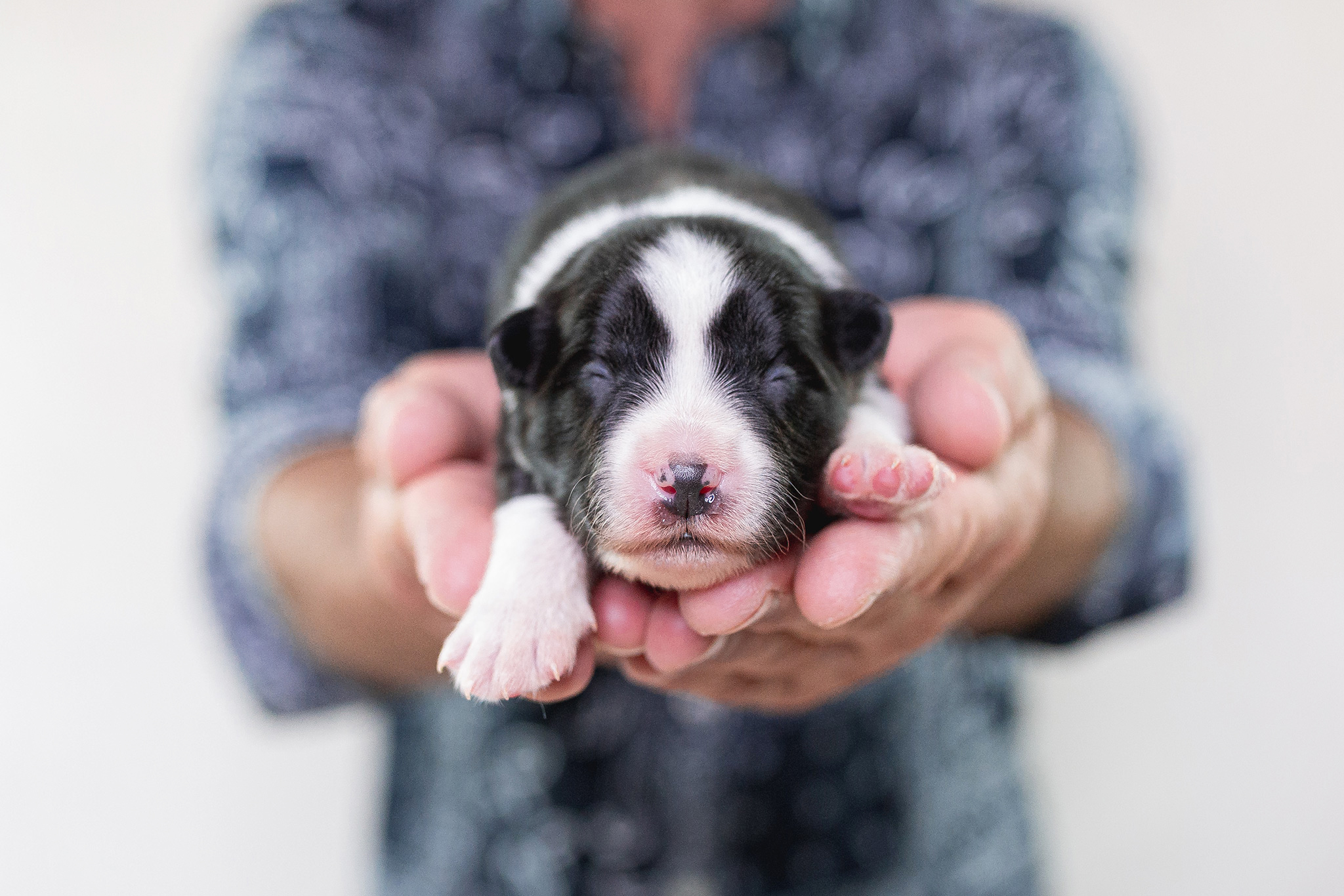 Border Collie Welpe