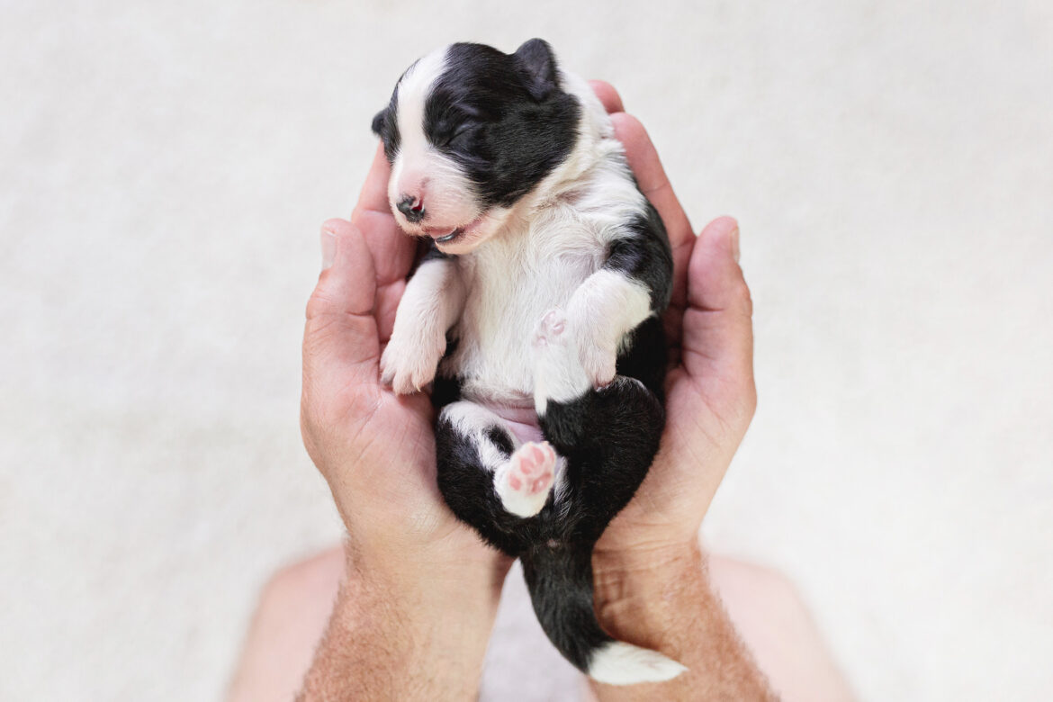 Border Collie Welpe