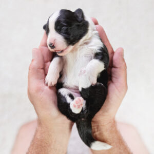 Border Collie Welpe