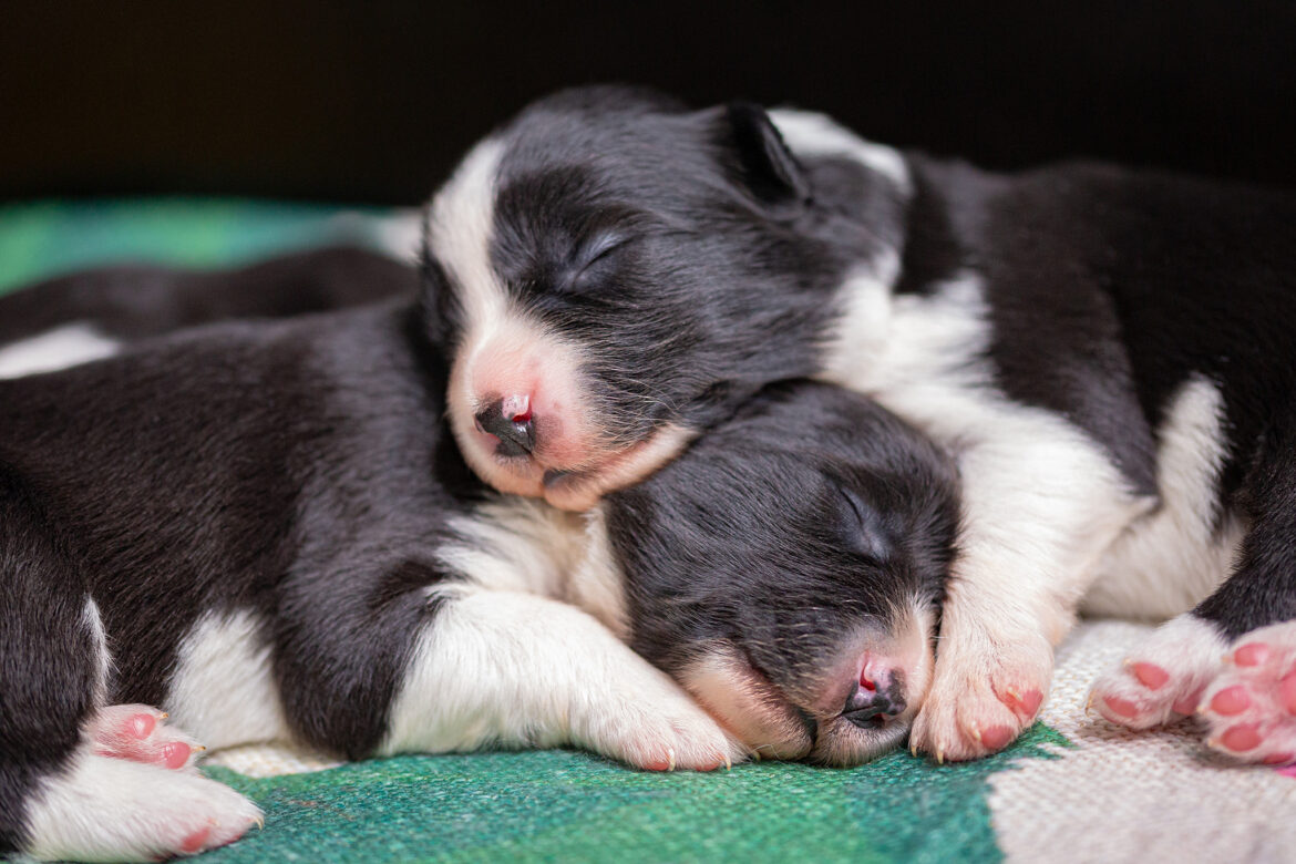 Border Collie Welpen