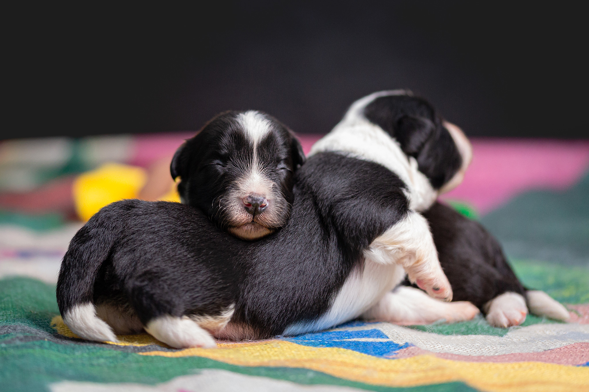 Border Collie Welpen