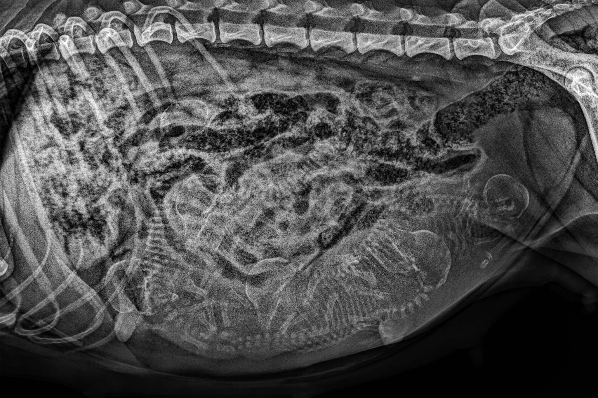 Röntgenbild einer trächtigen Hündin