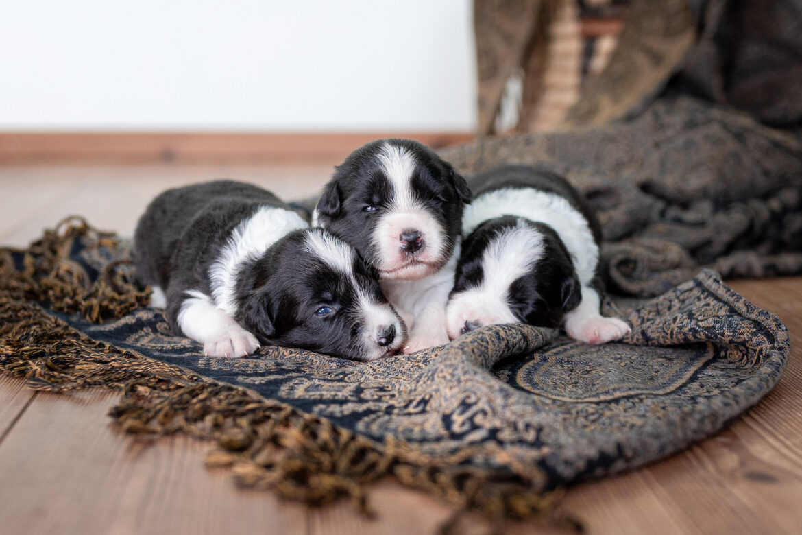 Border Collie Welpen, zwei Wochen alt