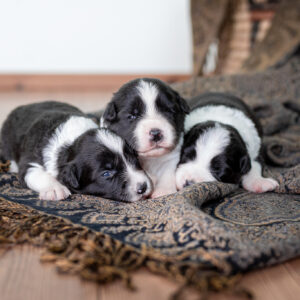 Border Collie Welpen, zwei Wochen alt